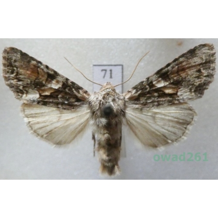 Lacanobia contigua (Denis & Schiffermüller, 1775) Czech71